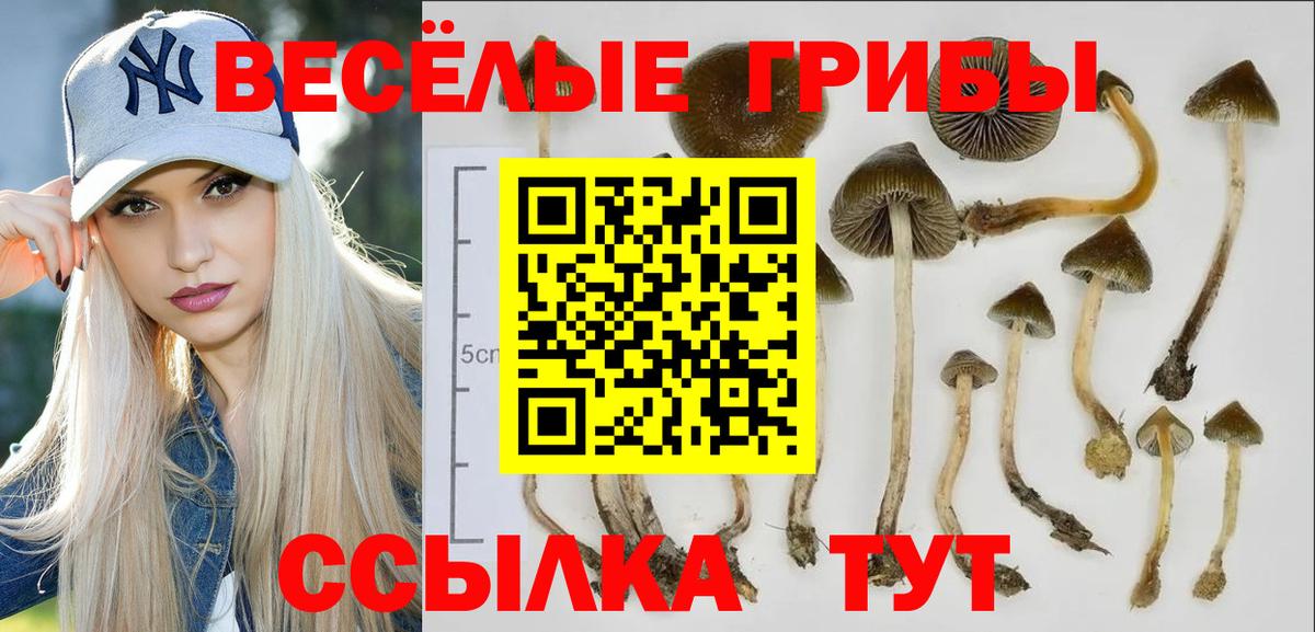 Балтийск  Галлюциногенные грибы прущие грибы  Вход с VPN 